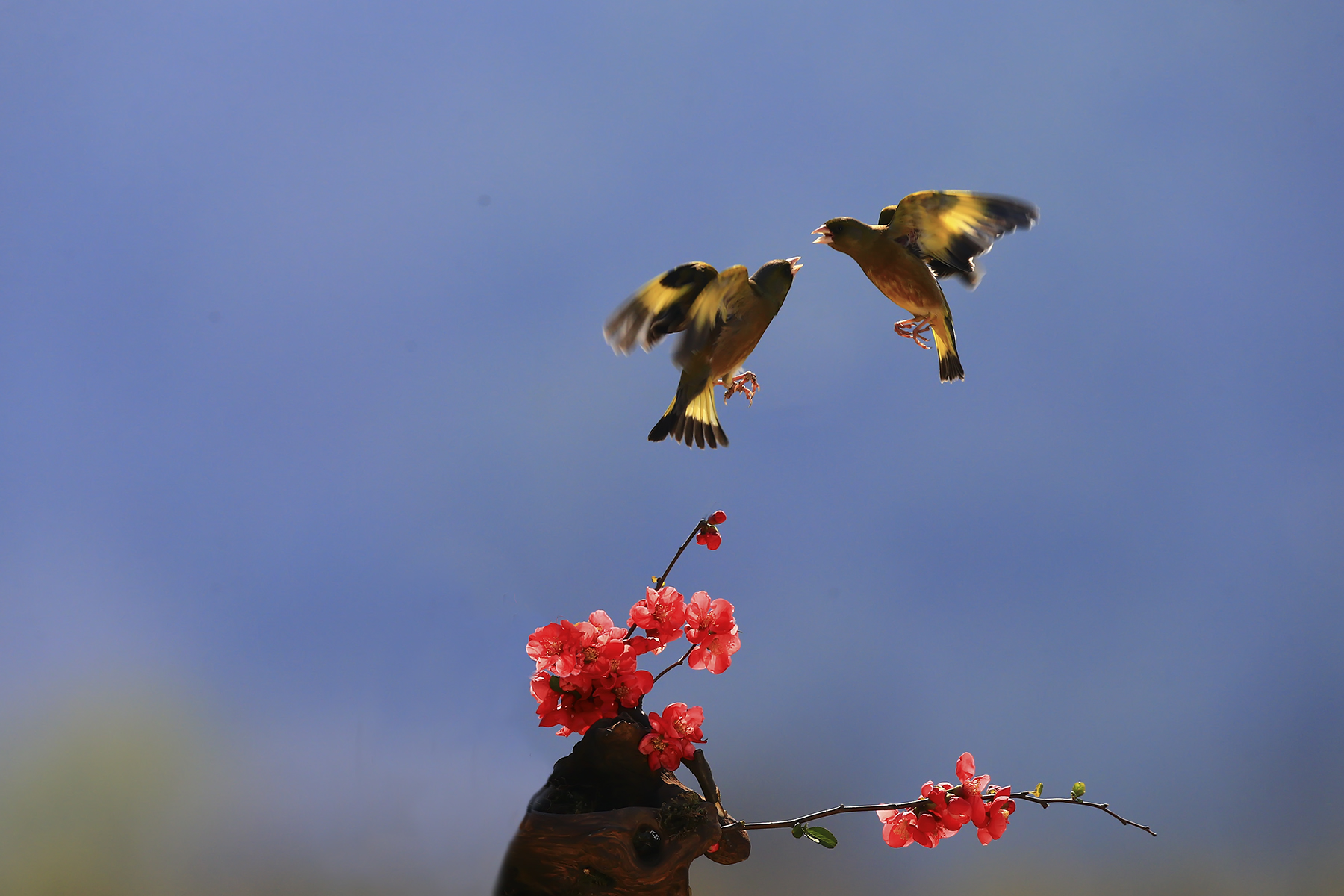 PHOTO BY HNalim | Canon EOS 7D Mark II | 2024:04:11 14:23:54 | ISO-1000 | 1/2500 sec | f 8 | 28 mm | EV=0 | ● WIDTH:1800 pixels  HEIGHT:1200 pixels