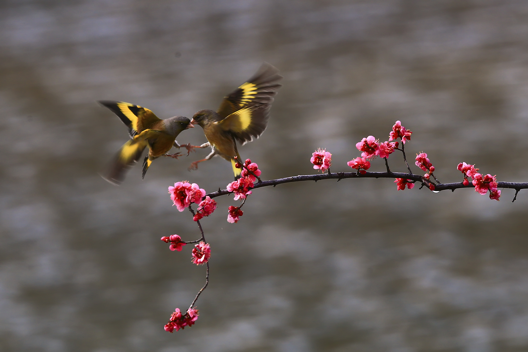 PHOTO BY HNalim | Canon EOS 7D Mark II | 2024:04:11 14:26:15 | ISO-1000 | 1/3200 sec | f 8 | 28 mm | EV=0 | ● WIDTH:1800 pixels  HEIGHT:1200 pixels