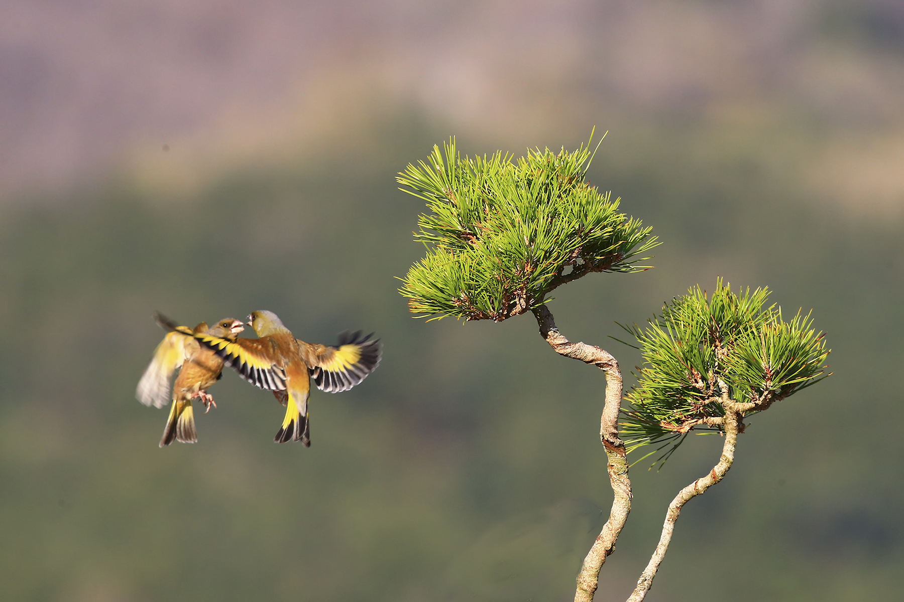 PHOTO BY HNalim | Canon EOS 7D Mark II | 2024:04:11 14:22:16 | ISO-1000 | 1/2500 sec | f 8 | 28 mm | EV=0 | ● WIDTH:1800 pixels  HEIGHT:1200 pixels