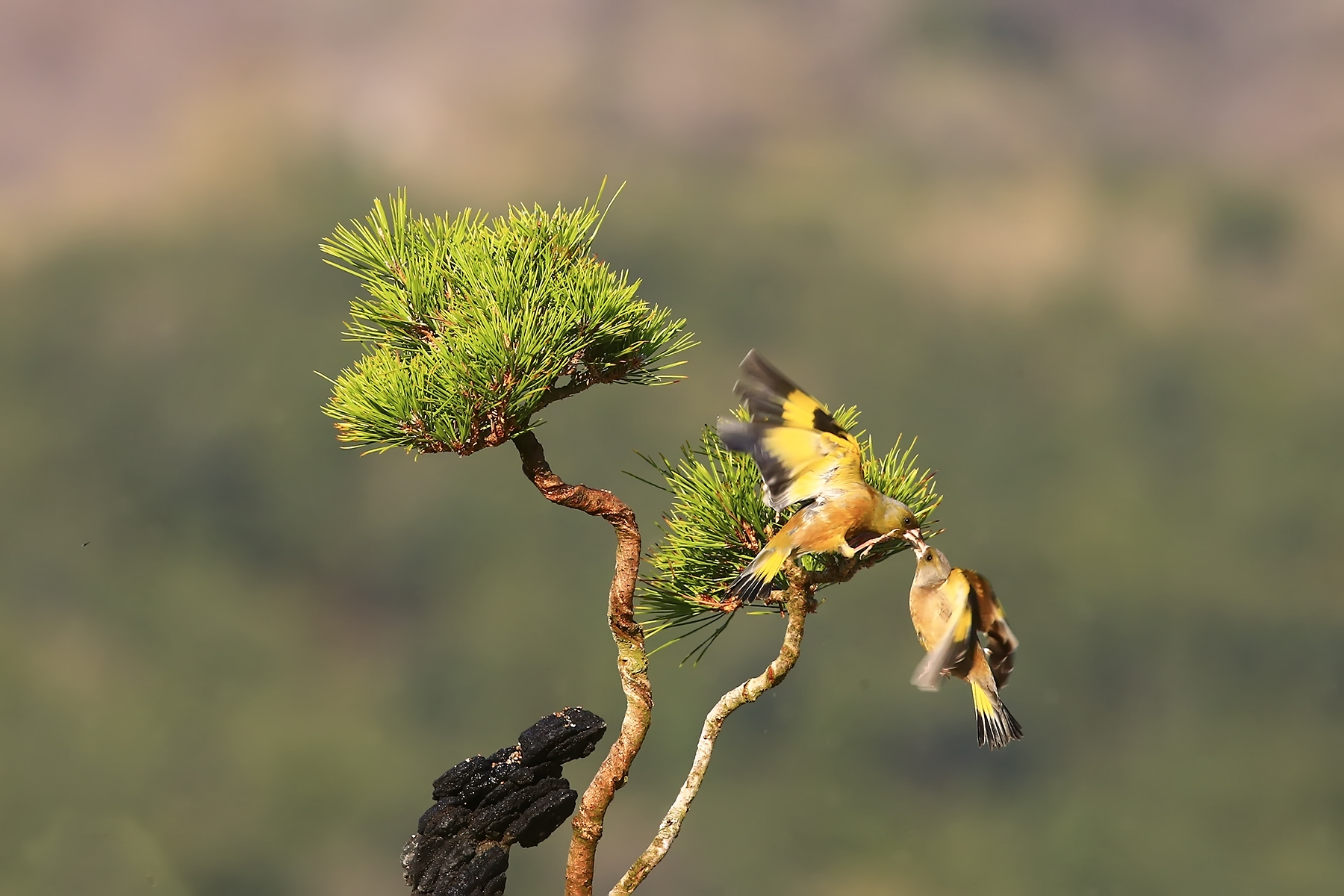 PHOTO BY HNalim | Canon EOS 7D Mark II | 2024:04:11 14:22:37 | ISO-1000 | 1/2500 sec | f 8 | 35 mm | EV=0 | ● WIDTH:1800 pixels  HEIGHT:1200 pixels