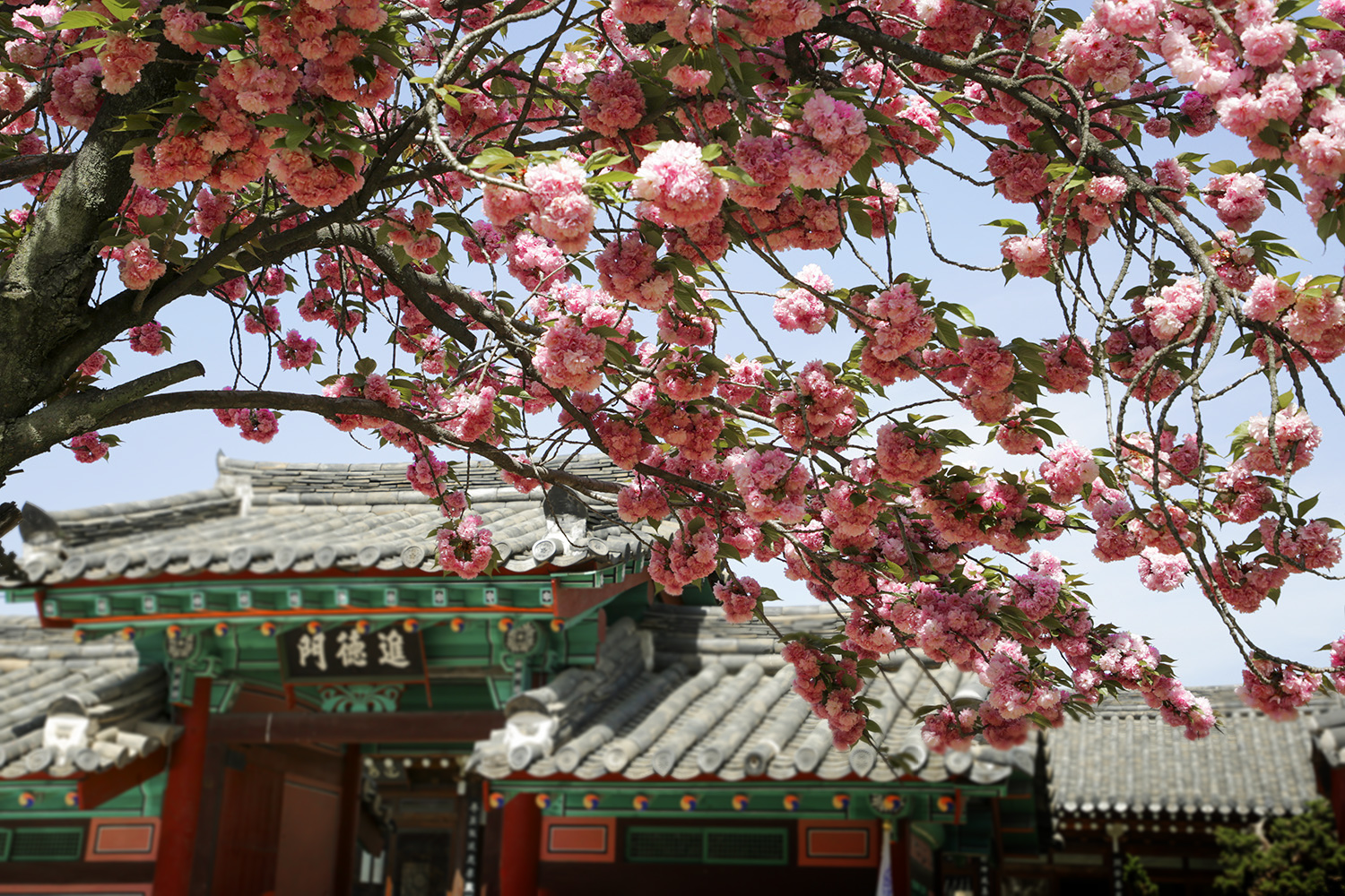 PHOTO BY  | Canon EOS 5D Mark III | 2024:04:19 10:24:02 | ISO-200 | 1/320 sec | f 8 | 50 mm | EV=-0.3 | ● WIDTH:1500 pixels  HEIGHT:1000 pixels