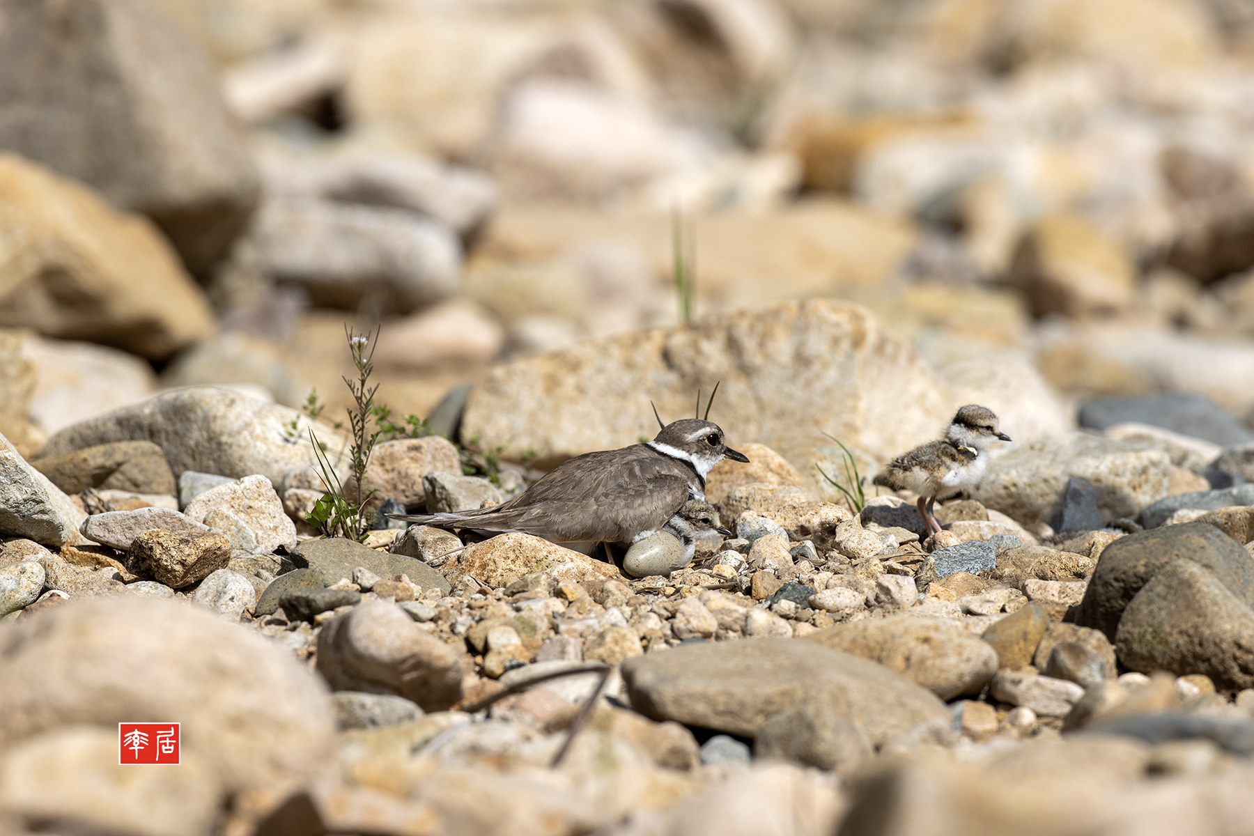 PHOTO BY changickheun | Canon EOS-1D X Mark III | 2024:04:19 09:30:18 | ISO-400 | 1/2000 sec | f 7.1 | 600 mm | EV=0 | ● WIDTH:1800 pixels  HEIGHT:1200 pixels