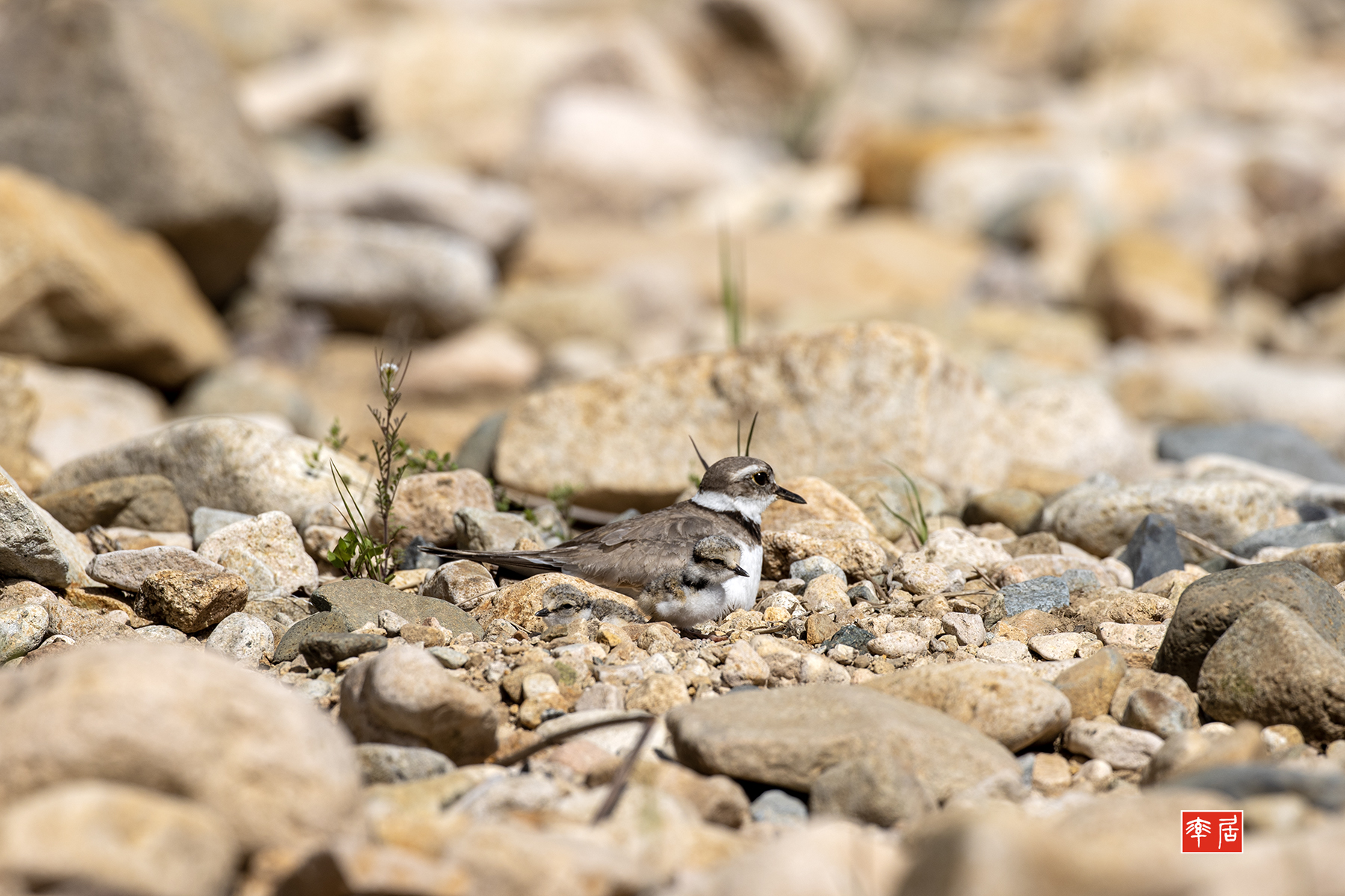 PHOTO BY changickheun | Canon EOS-1D X Mark III | 2024:04:19 09:57:33 | ISO-400 | 1/2000 sec | f 7.1 | 600 mm | EV=0 | ● WIDTH:1800 pixels  HEIGHT:1200 pixels