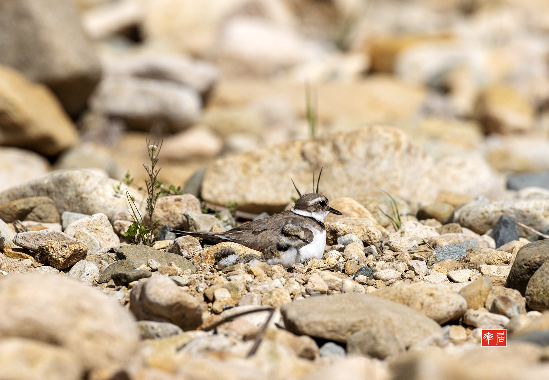 PHOTO BY changickheun | Canon EOS-1D X Mark III | 2024:04:19 09:58:15 | ISO-400 | 1/2000 sec | f 7.1 | 600 mm | EV=0 | ● WIDTH:1800 pixels  HEIGHT:1245 pixels