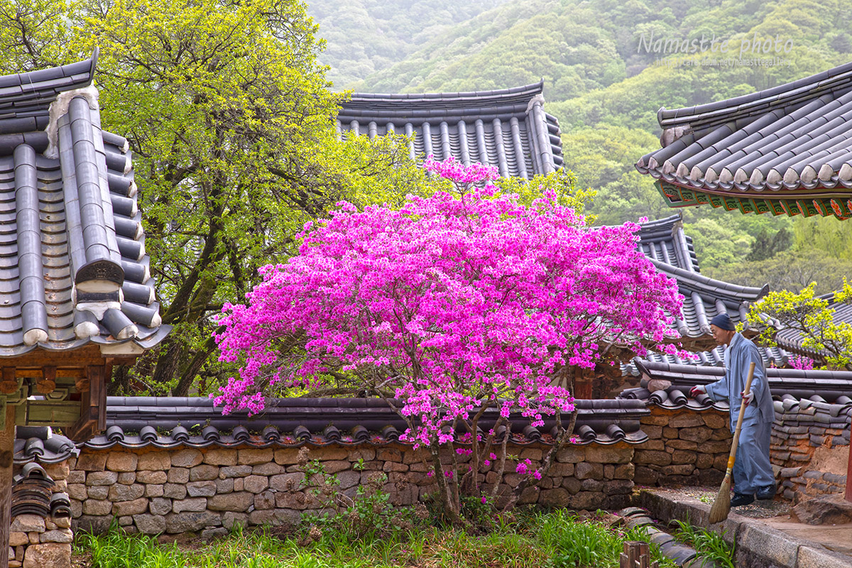 PHOTO BY LEE PILKOO | Canon EOS 5D Mark IV | 2024:04:17 13:27:42 | ISO-200 | 1/200 sec | f 8 | 82 mm | EV=-0.7 | ● WIDTH:1200 pixels  HEIGHT:800 pixels