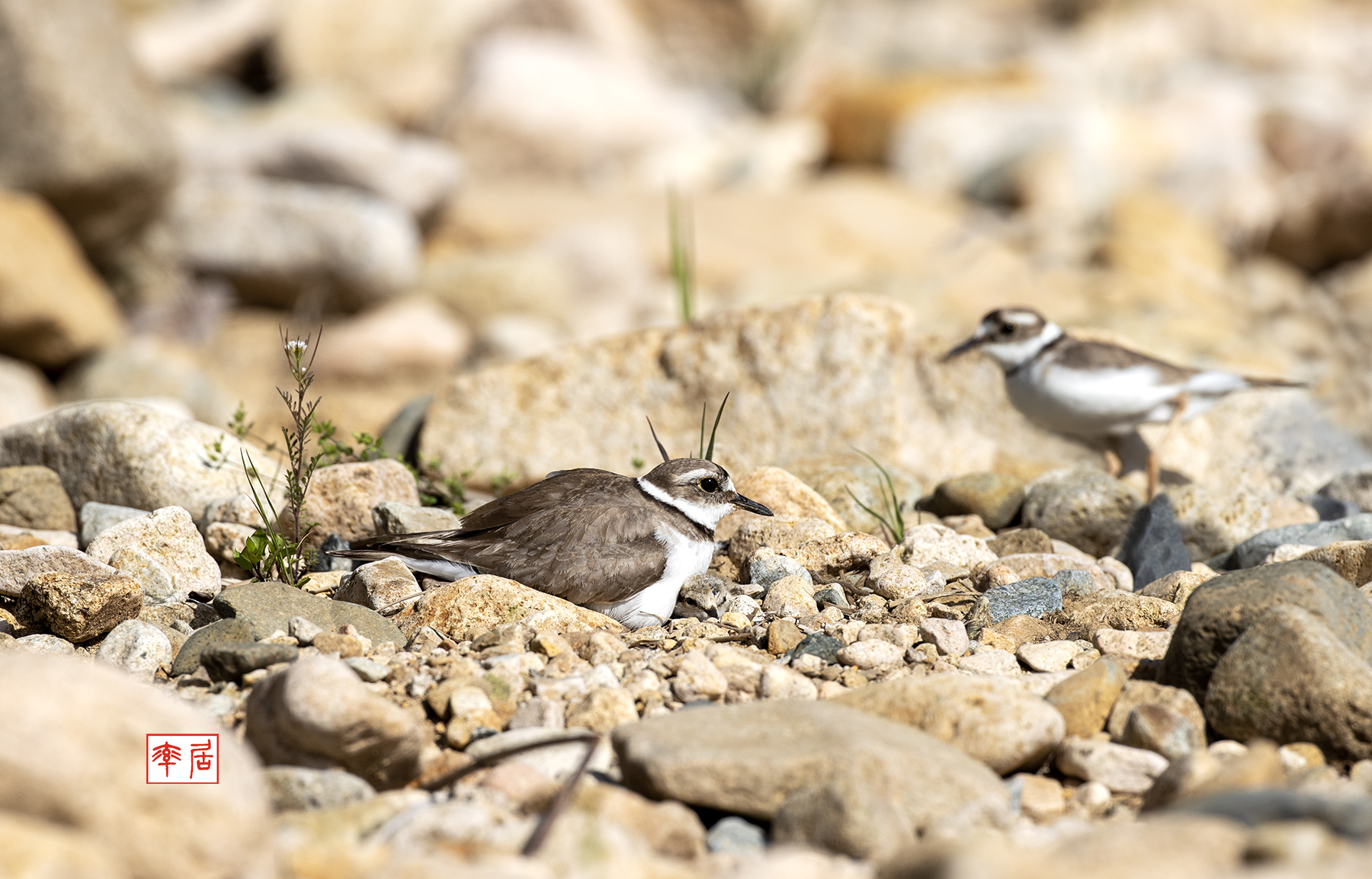 PHOTO BY changickheun | Canon EOS-1D X Mark III | 2024:04:19 09:10:30 | ISO-400 | 1/2000 sec | f 7.1 | 600 mm | EV=0 | ● WIDTH:1800 pixels  HEIGHT:1154 pixels