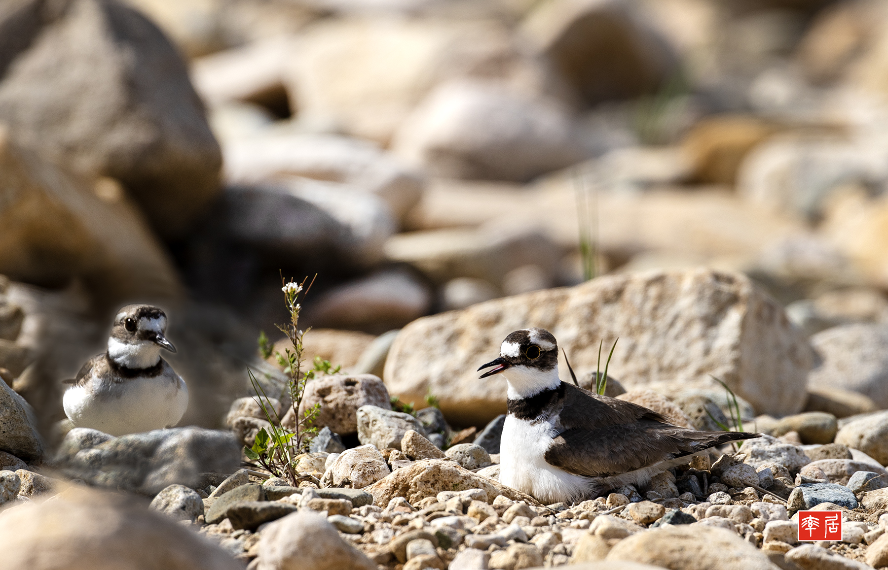 PHOTO BY changickheun | Canon EOS-1D X Mark III | 2024:04:19 15:21:56 | ISO-200 | 1/1600 sec | f 7.1 | 600 mm | EV=0 | ● WIDTH:1800 pixels  HEIGHT:1157 pixels