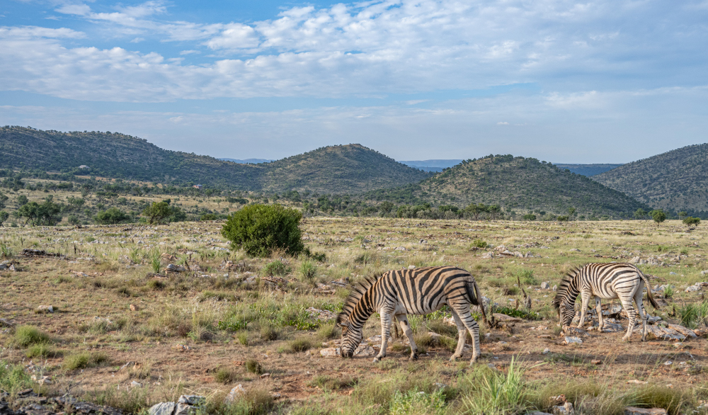 PHOTO BY CHUNG HYUN SUK | NIKON Z 7_2 | 2024:03:08 00:00:11 | ISO-400 | 1/2000 sec | f 4 | 33.5 mm | EV=-0.7 | ● WIDTH:1000 pixels  HEIGHT:586 pixels