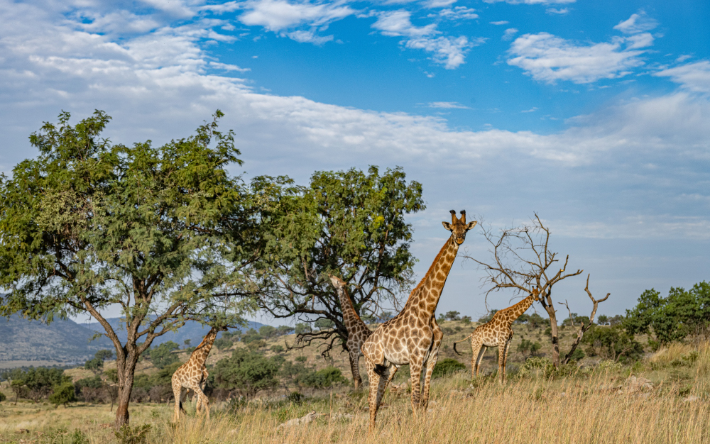 PHOTO BY CHUNG HYUN SUK | NIKON Z 7_2 | 2024:03:08 00:09:13 | ISO-400 | 1/2000 sec | f 4.5 | 54 mm | EV=-0.7 | ● WIDTH:1000 pixels  HEIGHT:626 pixels