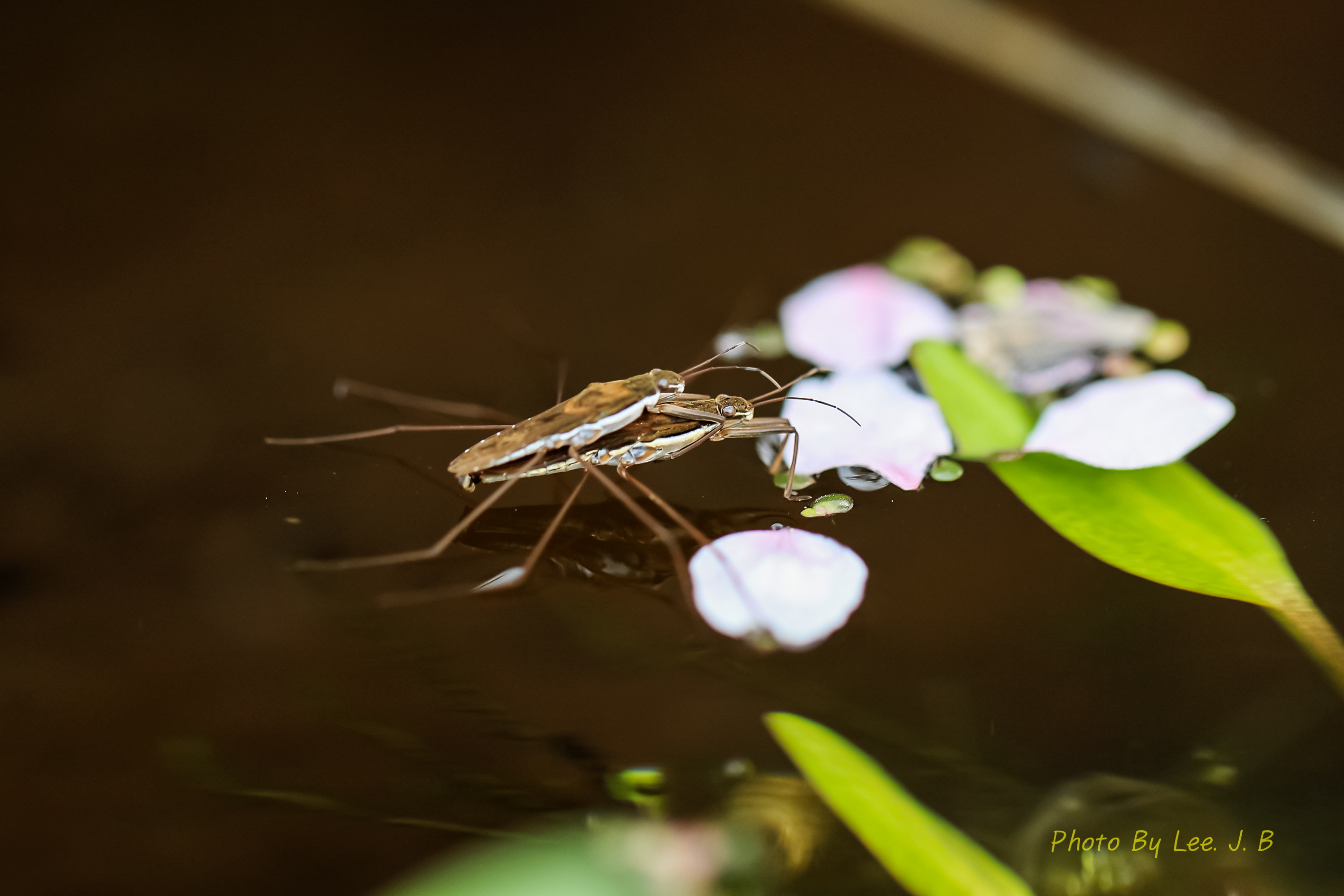 PHOTO BY  | Canon EOS R3 | 2024:04:07 16:58:01 | ISO-250 | 1/160 sec | f 2.8 | 100 mm | EV=0 | ● WIDTH:3089 pixels  HEIGHT:2059 pixels