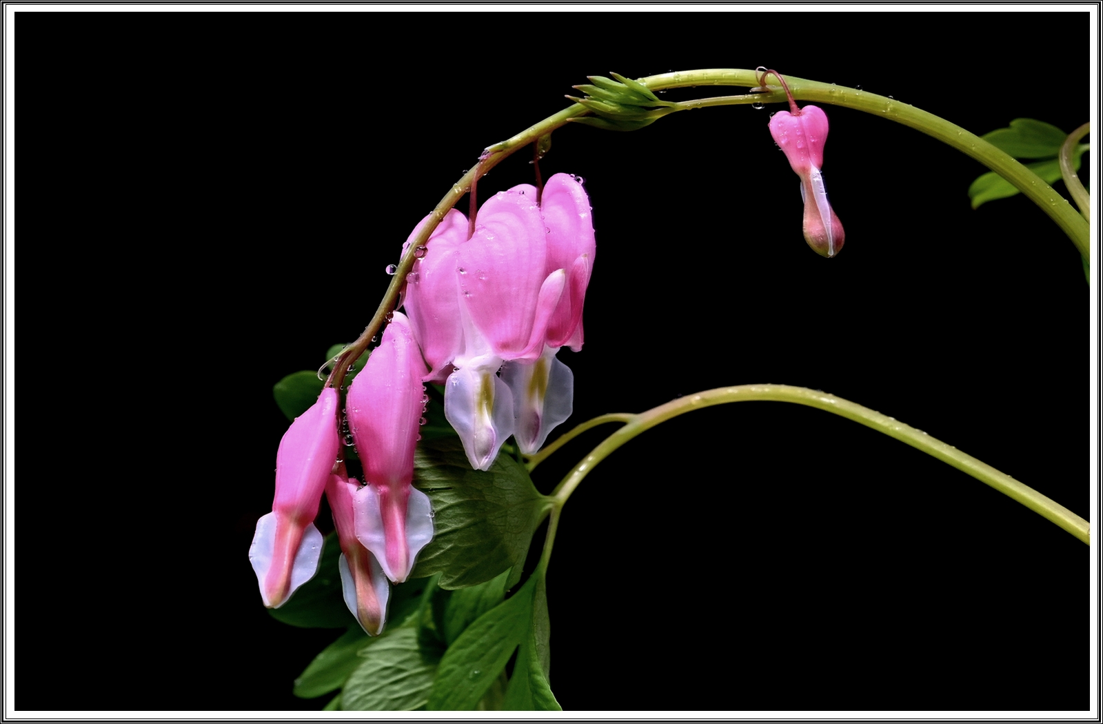 PHOTO BY  | NIKON Z 7_2 | 2024:04:22 05:34:28 | ISO-200 | 13/10 sec | f 10 | 60 mm | EV=-0.7 | ● WIDTH:5408 pixels  HEIGHT:3600 pixels