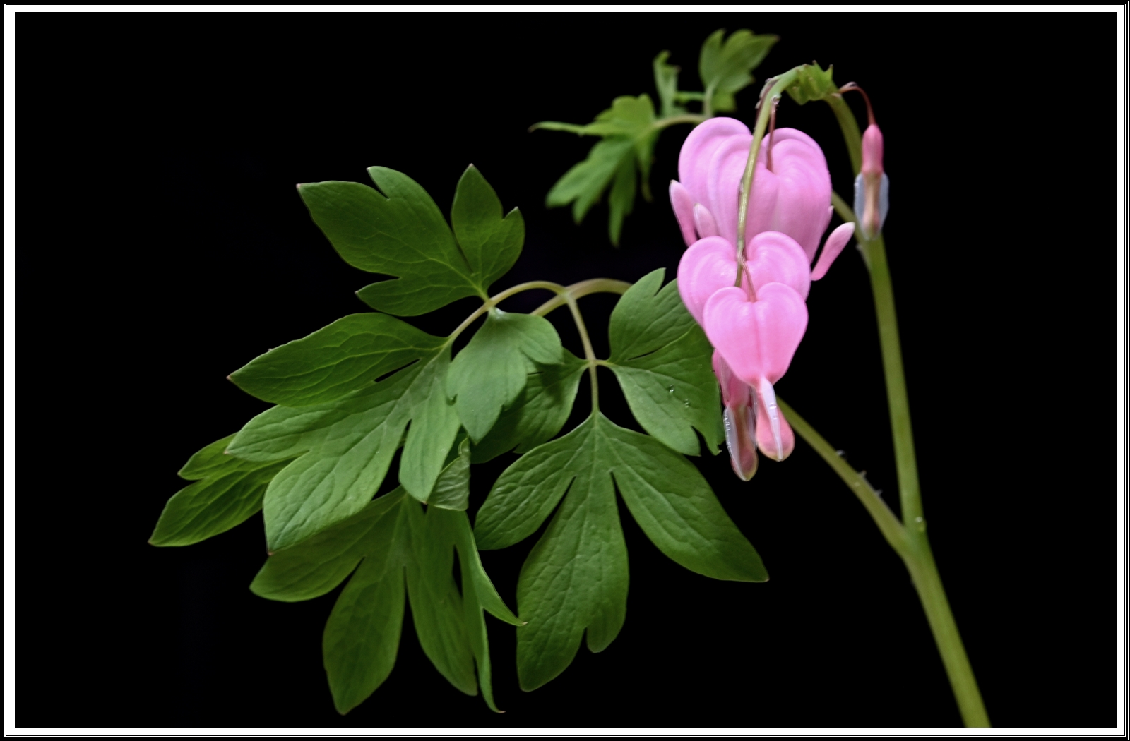 PHOTO BY  | NIKON Z 7_2 | 2024:04:22 05:30:26 | ISO-200 | 16/10 sec | f 10 | 60 mm | EV=-0.7 | ● WIDTH:5408 pixels  HEIGHT:3600 pixels