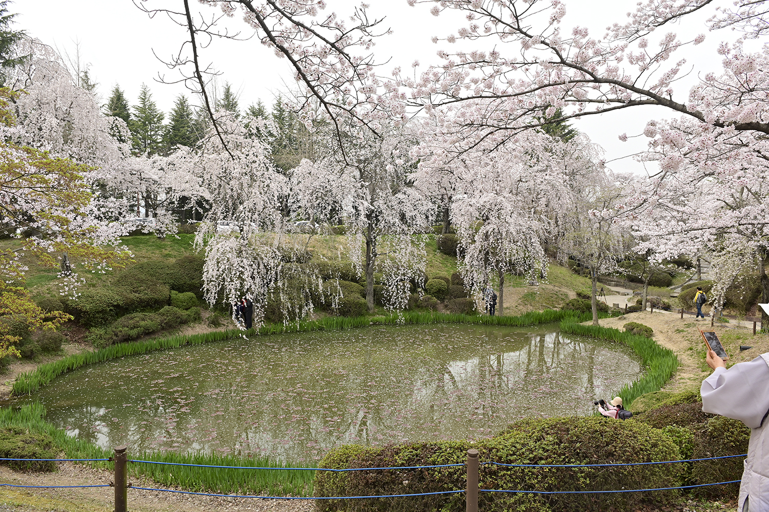 PHOTO BY  | KON CORPOR |  | ISO- |  |  |  | EV=0 | ● WIDTH:  HEIGHT: