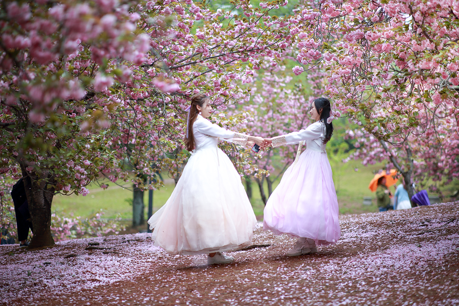 PHOTO BY  | Canon EOS 5D Mark III | 2024:04:21 14:37:19 | ISO-320 | 1/4000 sec | f 1.4 | 85 mm | EV=0 | ● WIDTH:1500 pixels  HEIGHT:1000 pixels