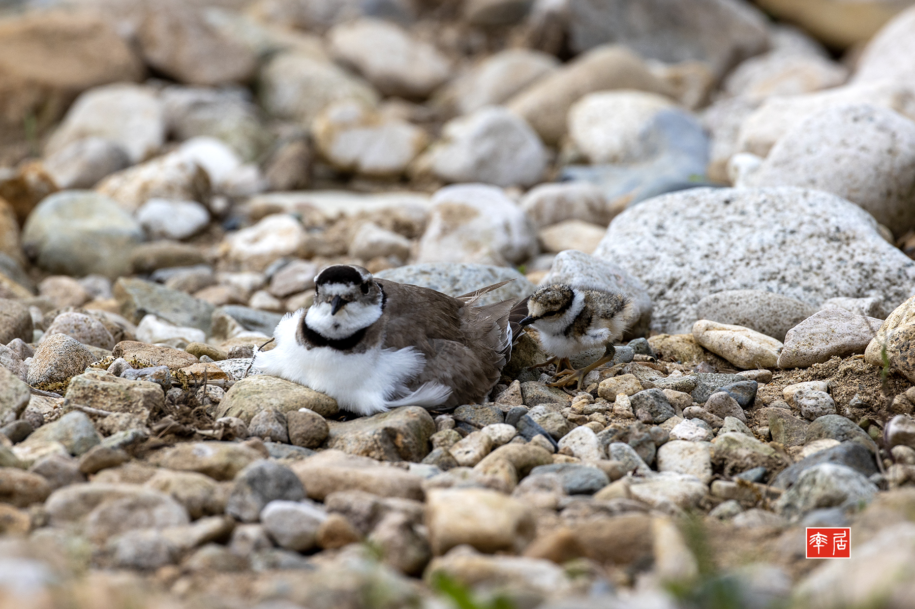 PHOTO BY changickheun | Canon EOS-1D X Mark III | 2024:04:23 08:51:59 | ISO-400 | 1/1250 sec | f 6.3 | 600 mm | EV=0 | ● WIDTH:1800 pixels  HEIGHT:1198 pixels