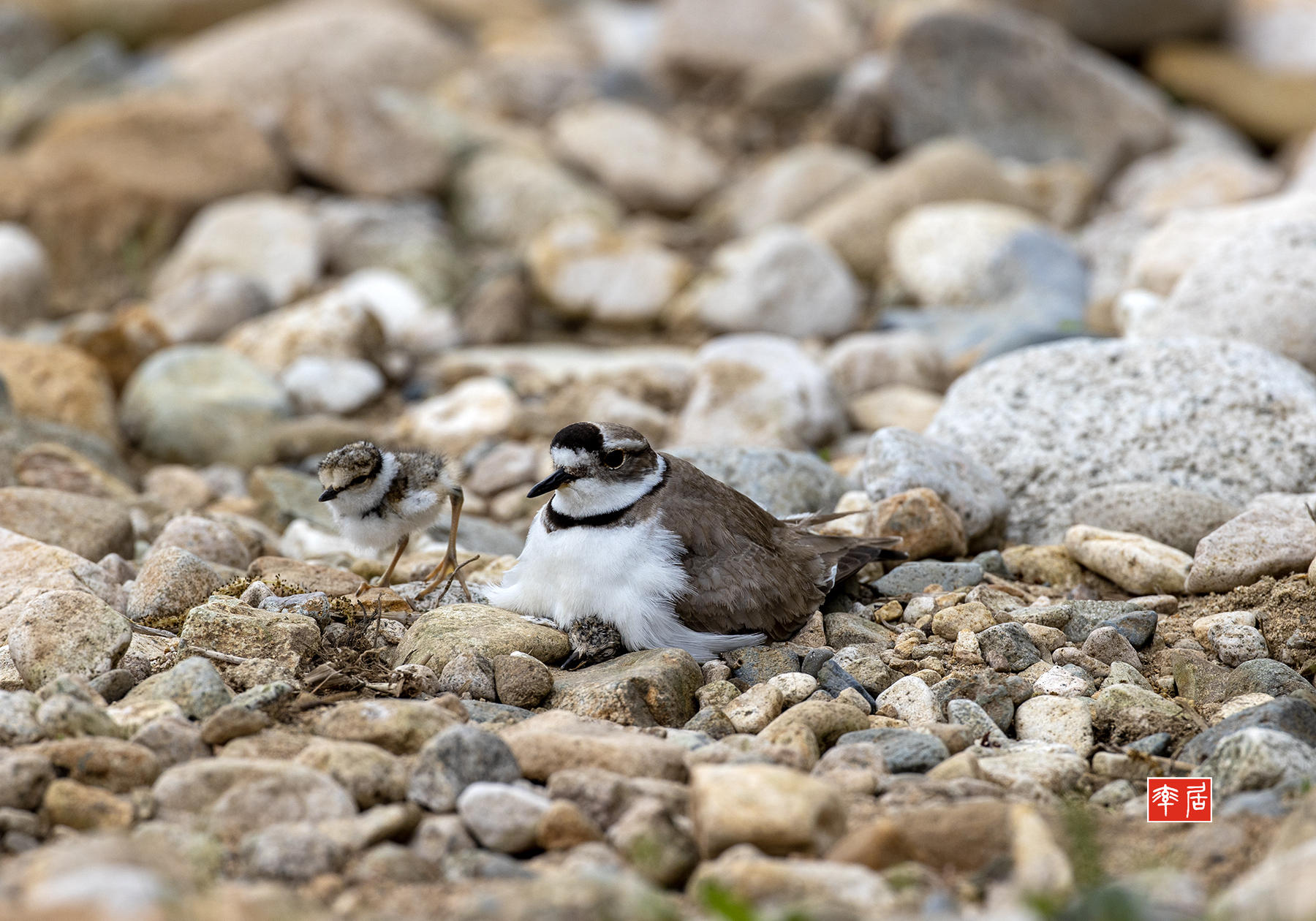 PHOTO BY changickheun | Canon EOS-1D X Mark III | 2024:04:23 08:48:01 | ISO-400 | 1/1250 sec | f 6.3 | 600 mm | EV=0 | ● WIDTH:1800 pixels  HEIGHT:1260 pixels