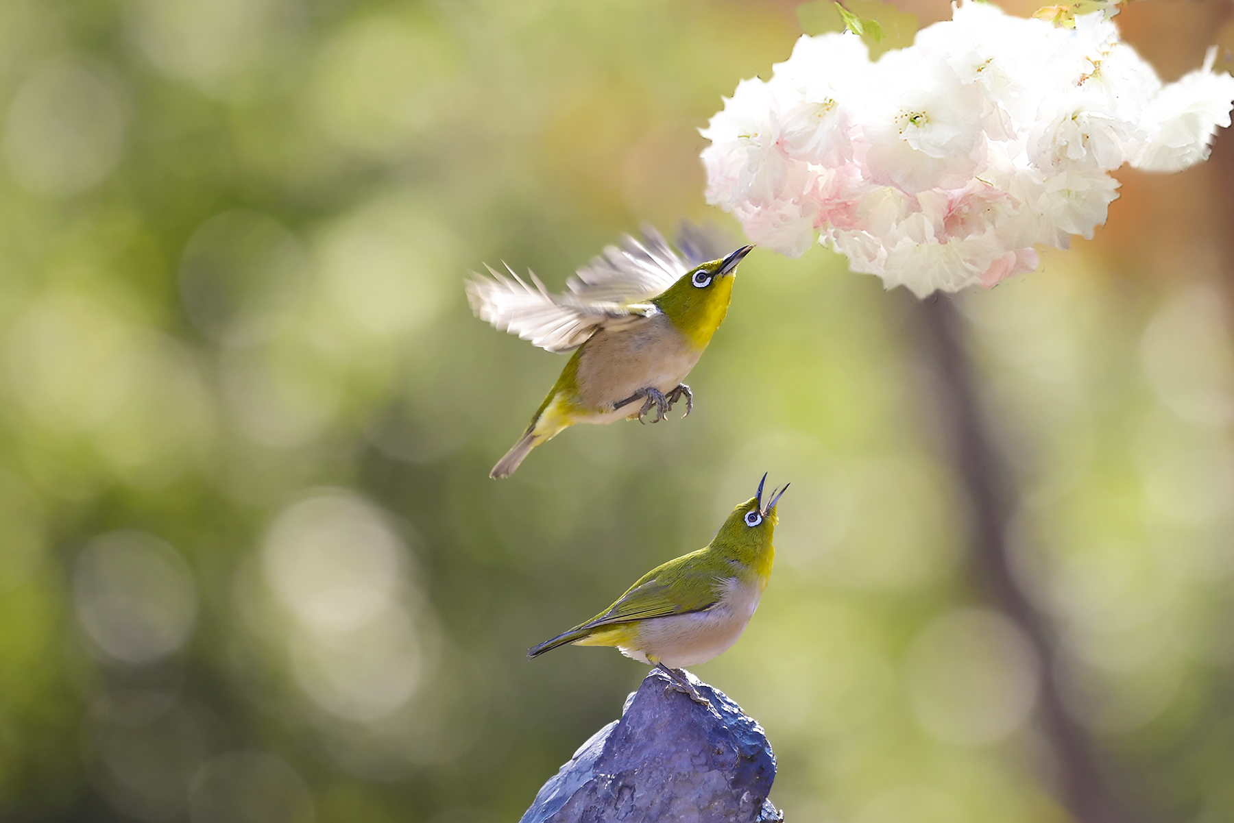 PHOTO BY  | Canon EOS R5 | 2024:04:13 17:19:00 | ISO-200 | 1/200 sec | f 11 | 58 mm | EV=0 | ● WIDTH:1800 pixels  HEIGHT:1201 pixels