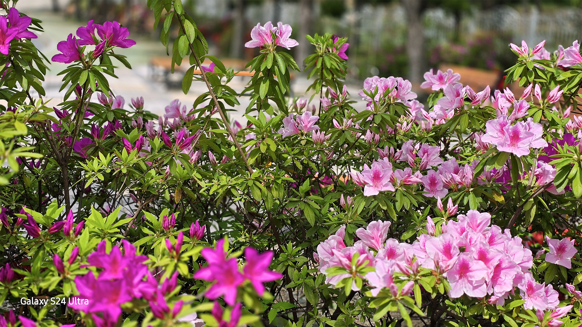 PHOTO BY  | Galaxy S24 Ultra | 2024:04:17 13:40:54 | ISO-12 | 1/720 sec | f 1.7 | 6.3 mm | EV=0 | ● WIDTH:2000 pixels  HEIGHT:1125 pixels