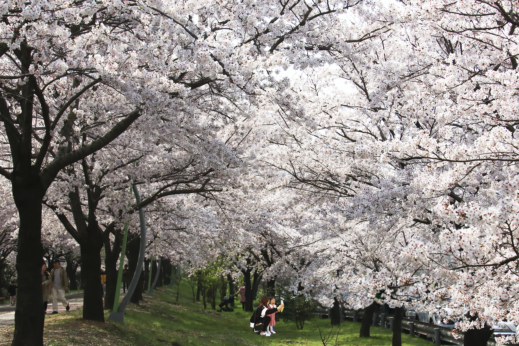 PHOTO BY HNalim | Canon EOS 7D Mark II | 2024:04:04 17:24:19 | ISO-1000 | 1/500 sec | f 8 | 200 mm | EV=0 | ● WIDTH:1800 pixels  HEIGHT:1200 pixels