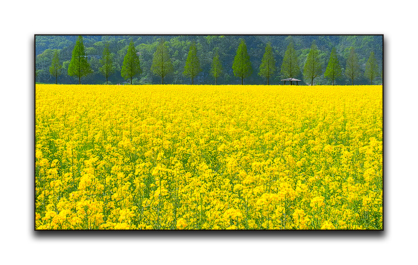 PHOTO BY  | LEICA X1 | 2024:04:13 11:35:17 | ISO-100 | 1/320 sec | f 8 | 24 mm | EV=0 | ● WIDTH:1436 pixels  HEIGHT:911 pixels