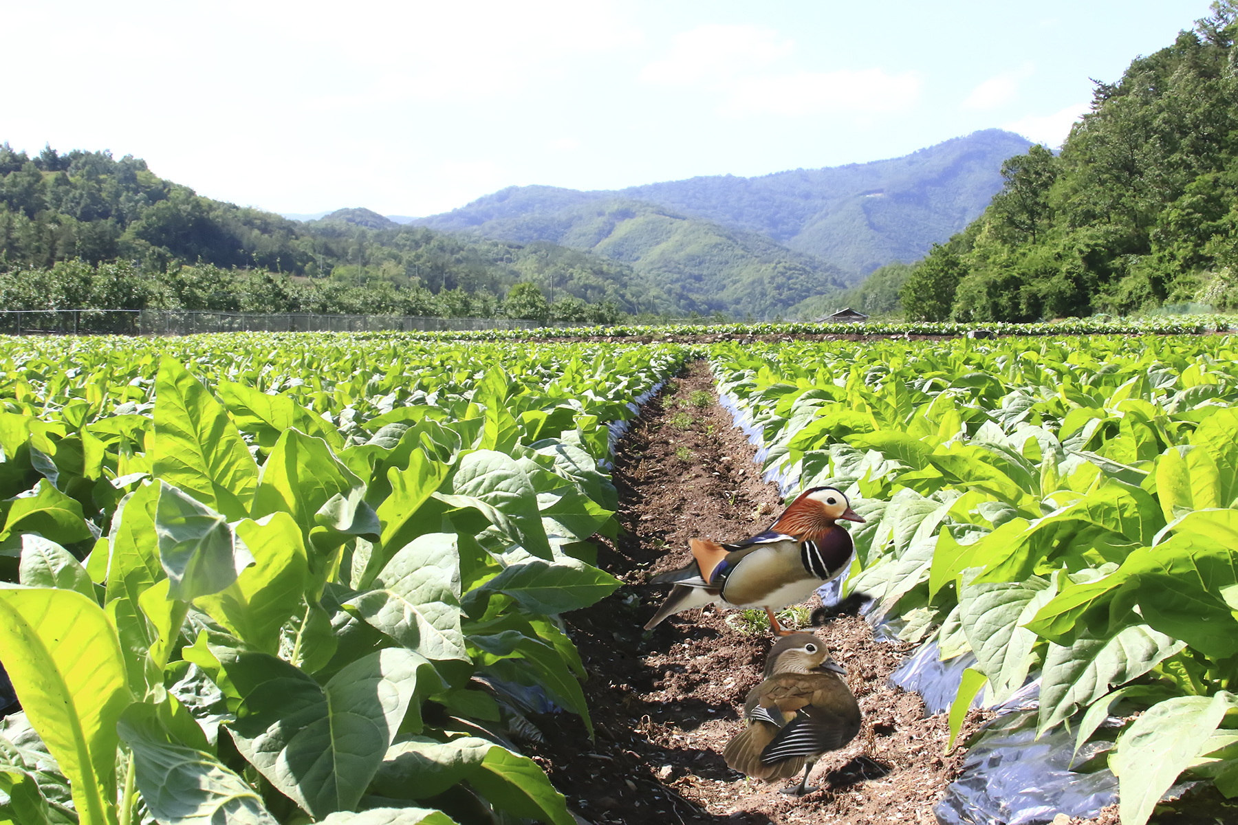 PHOTO BY HNalim | Canon EOS 7D Mark II | 2024:04:04 17:24:19 | ISO-1000 | 1/500 sec | f 8 | 200 mm | EV=0 | ● WIDTH:1800 pixels  HEIGHT:1200 pixels