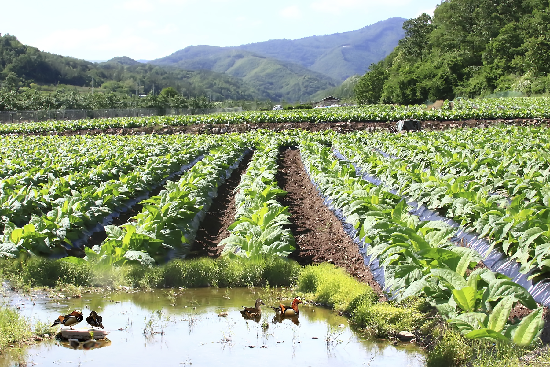 PHOTO BY HNalim | Canon EOS 7D Mark II | 2024:04:04 17:24:20 | ISO-1000 | 1/500 sec | f 8 | 200 mm | EV=0 | ● WIDTH:1800 pixels  HEIGHT:1200 pixels