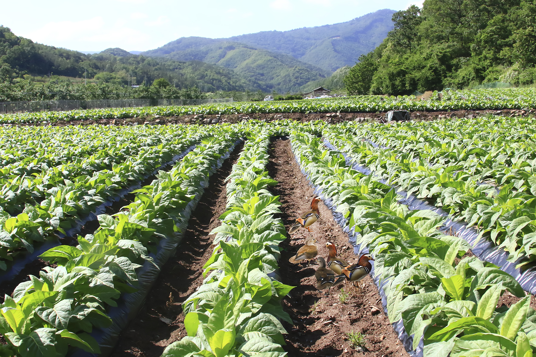 PHOTO BY HNalim | Canon EOS 7D Mark II | 2024:04:04 17:24:19 | ISO-1000 | 1/500 sec | f 8 | 200 mm | EV=0 | ● WIDTH:1800 pixels  HEIGHT:1200 pixels