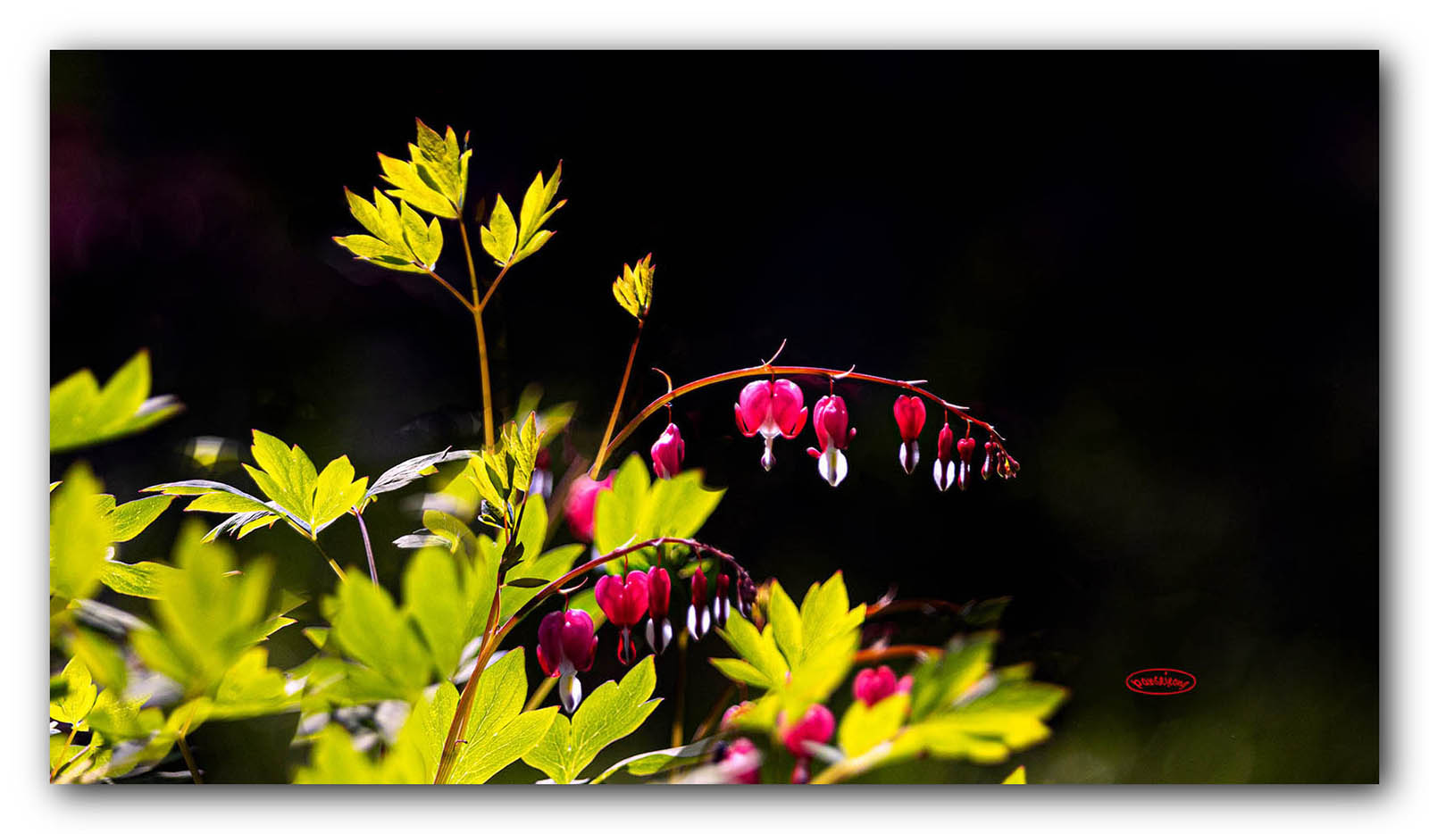 PHOTO BY jps | Canon EOS R6 | 2024:04:25 14:37:21 | ISO-1000 | 1/2500 sec | f 6.3 | 413 mm | EV=-0.7 | ● WIDTH:1600 pixels  HEIGHT:934 pixels