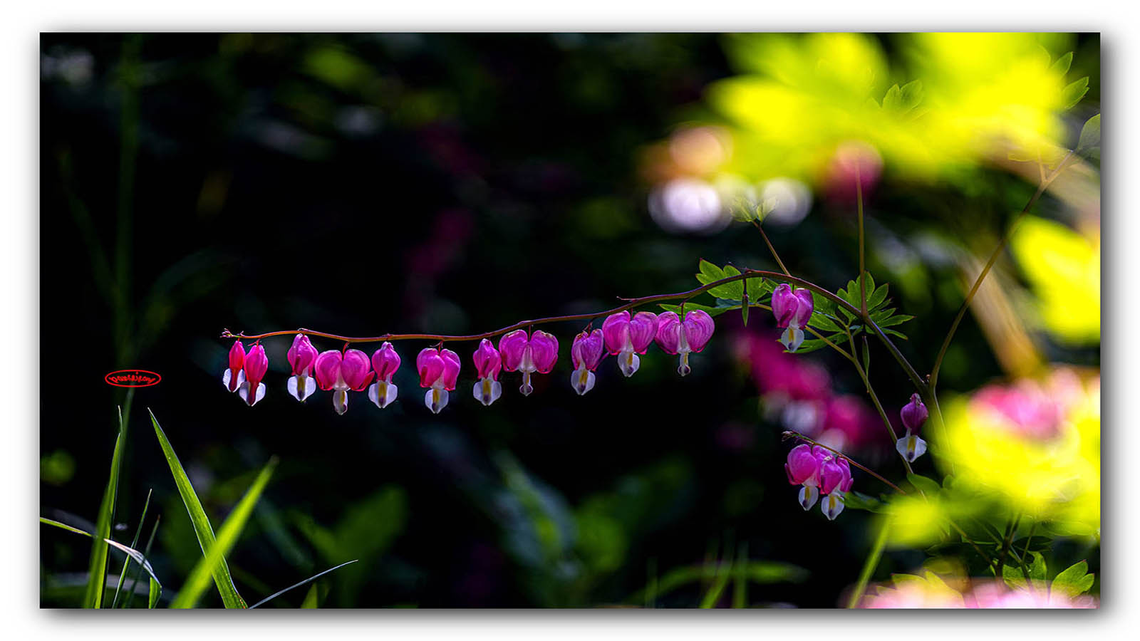 PHOTO BY jps | Canon EOS R6 | 2024:04:25 15:06:02 | ISO-125 | 1/160 sec | f 6.3 | 600 mm | EV=-1 | ● WIDTH:1600 pixels  HEIGHT:900 pixels