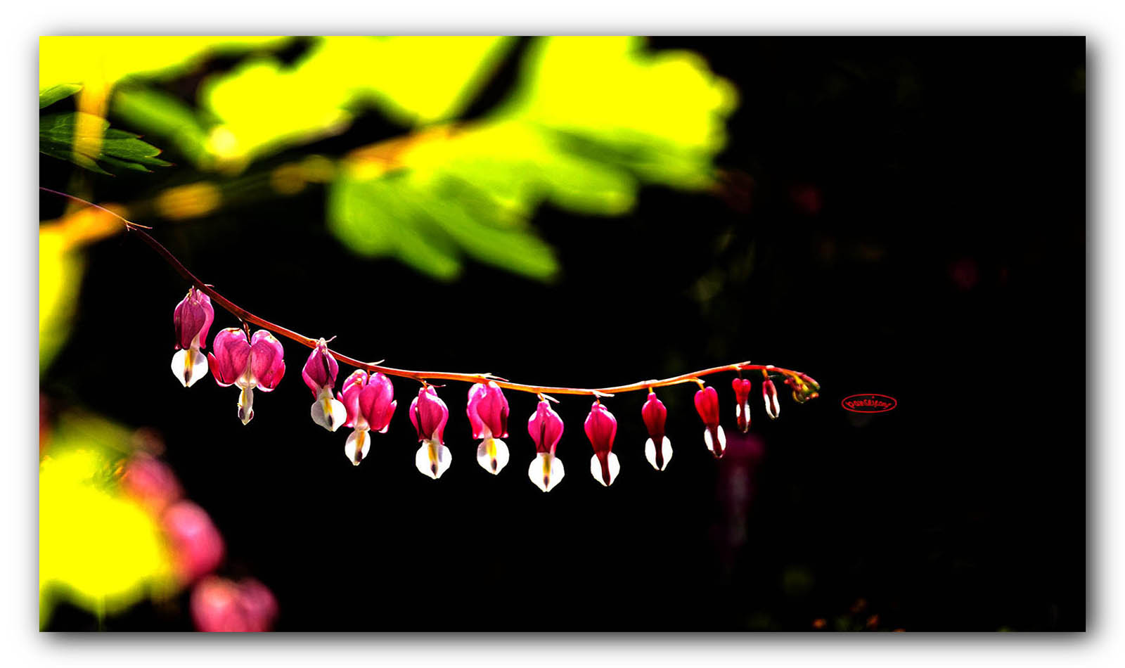 PHOTO BY jps | Canon EOS R6 | 2024:04:25 15:07:34 | ISO-125 | 1/160 sec | f 6.3 | 600 mm | EV=-0.7 | ● WIDTH:1600 pixels  HEIGHT:950 pixels