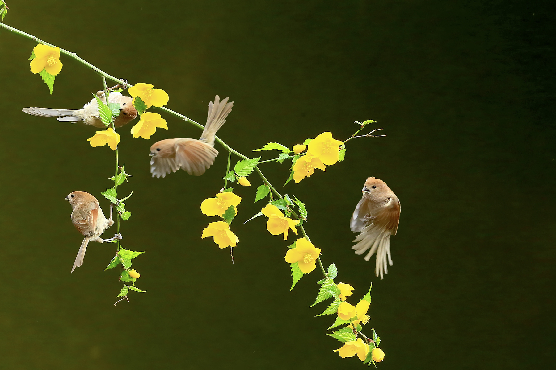 PHOTO BY HNalim | Canon EOS 7D Mark II | 2024:04:25 17:07:32 | ISO-1000 | 1/1250 sec | f 18 | 104 mm | EV=0 | ● WIDTH:1800 pixels  HEIGHT:1200 pixels