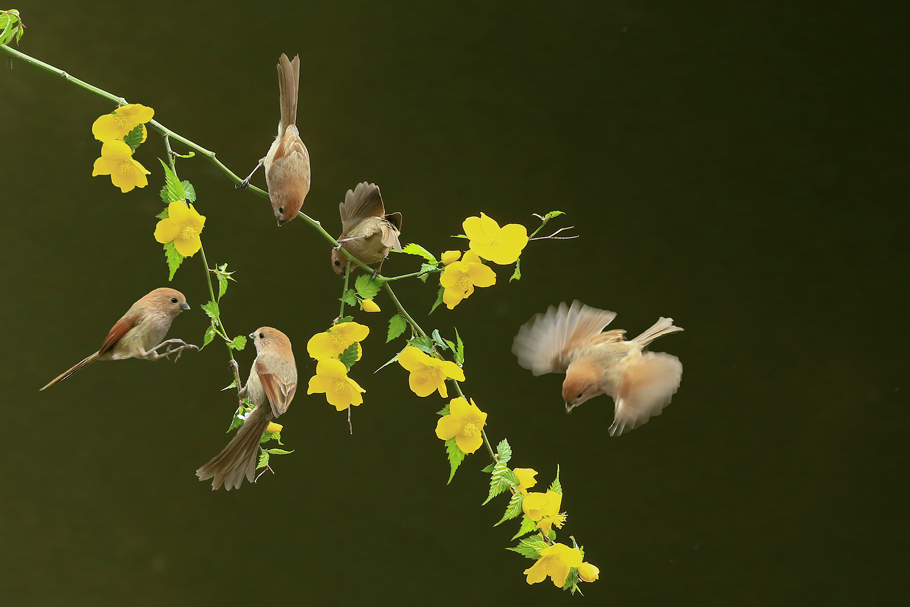 PHOTO BY HNalim | Canon EOS 7D Mark II | 2024:04:25 17:07:32 | ISO-1000 | 1/1250 sec | f 18 | 104 mm | EV=0 | ● WIDTH:1800 pixels  HEIGHT:1200 pixels