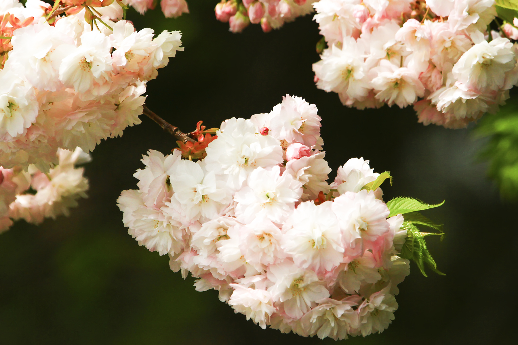 PHOTO BY HNalim | Canon EOS 7D Mark II | 2024:04:25 17:07:37 | ISO-1000 | 1/800 sec | f 18 | 104 mm | EV=0 | ● WIDTH:1800 pixels  HEIGHT:1200 pixels