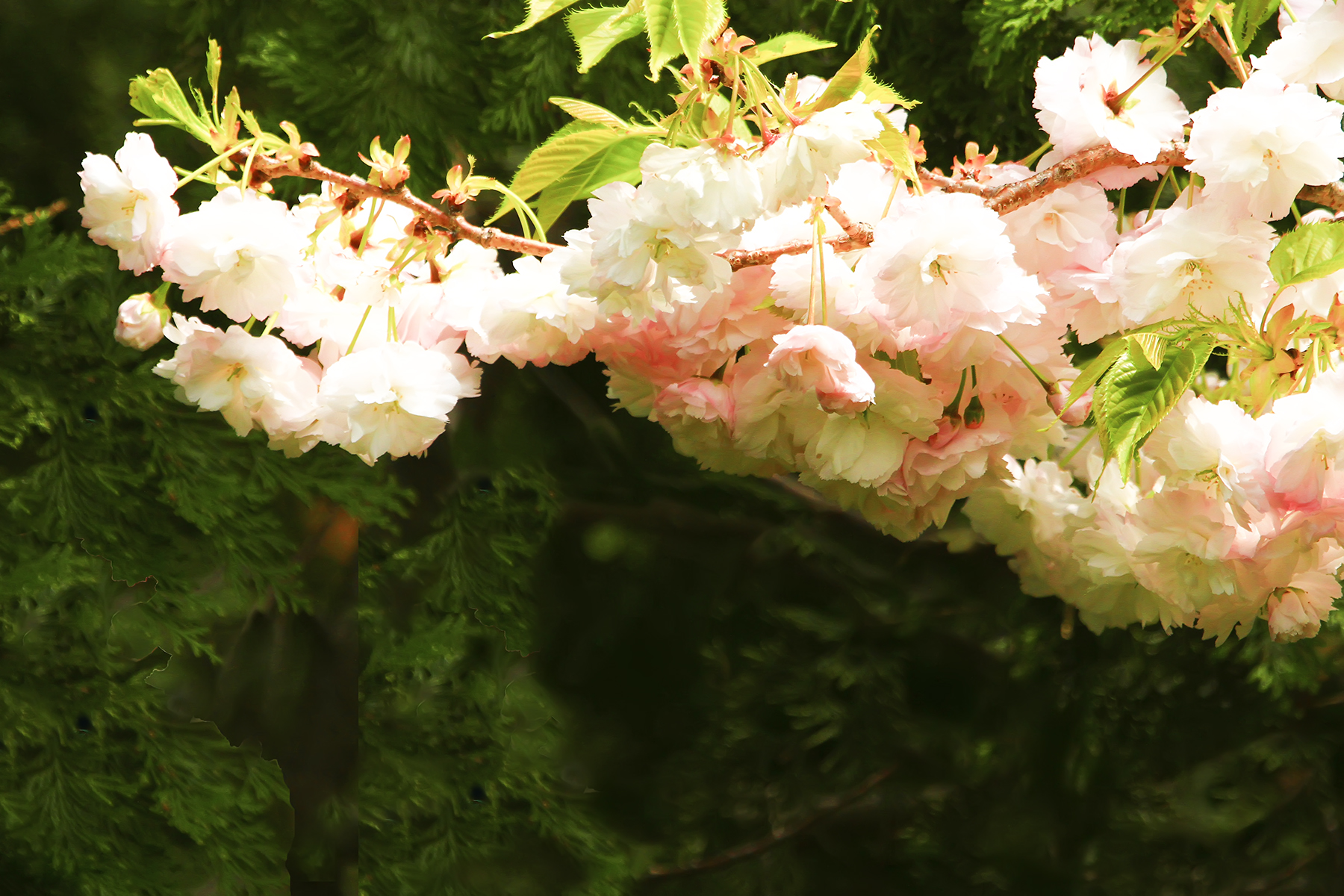 PHOTO BY HNalim | Canon EOS 7D Mark II | 2024:04:25 17:07:37 | ISO-1000 | 1/800 sec | f 18 | 104 mm | EV=0 | ● WIDTH:1800 pixels  HEIGHT:1200 pixels