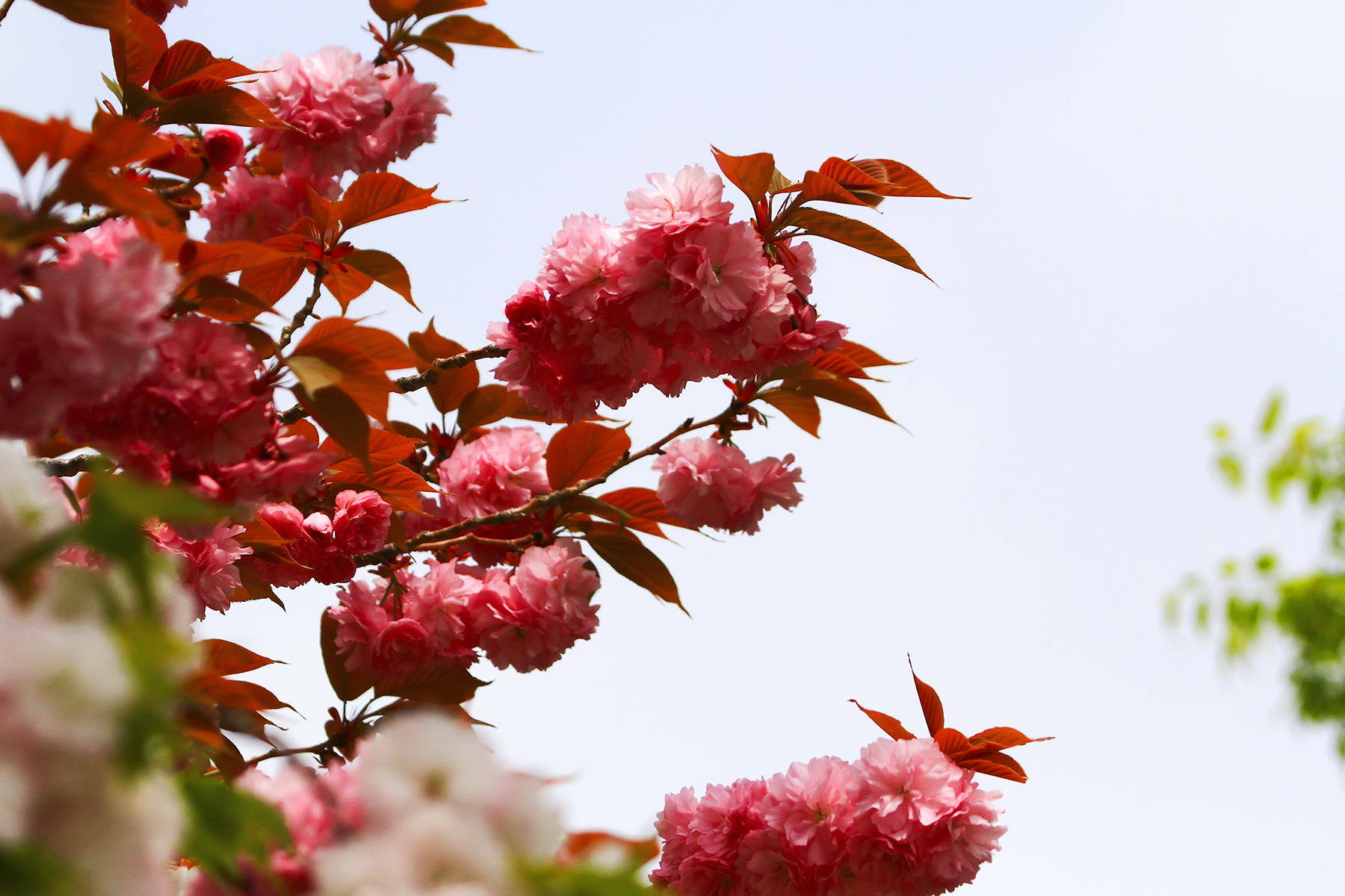 PHOTO BY HNalim | Canon EOS 7D Mark II | 2024:04:25 17:07:37 | ISO-1000 | 1/800 sec | f 18 | 104 mm | EV=0 | ● WIDTH:1800 pixels  HEIGHT:1200 pixels