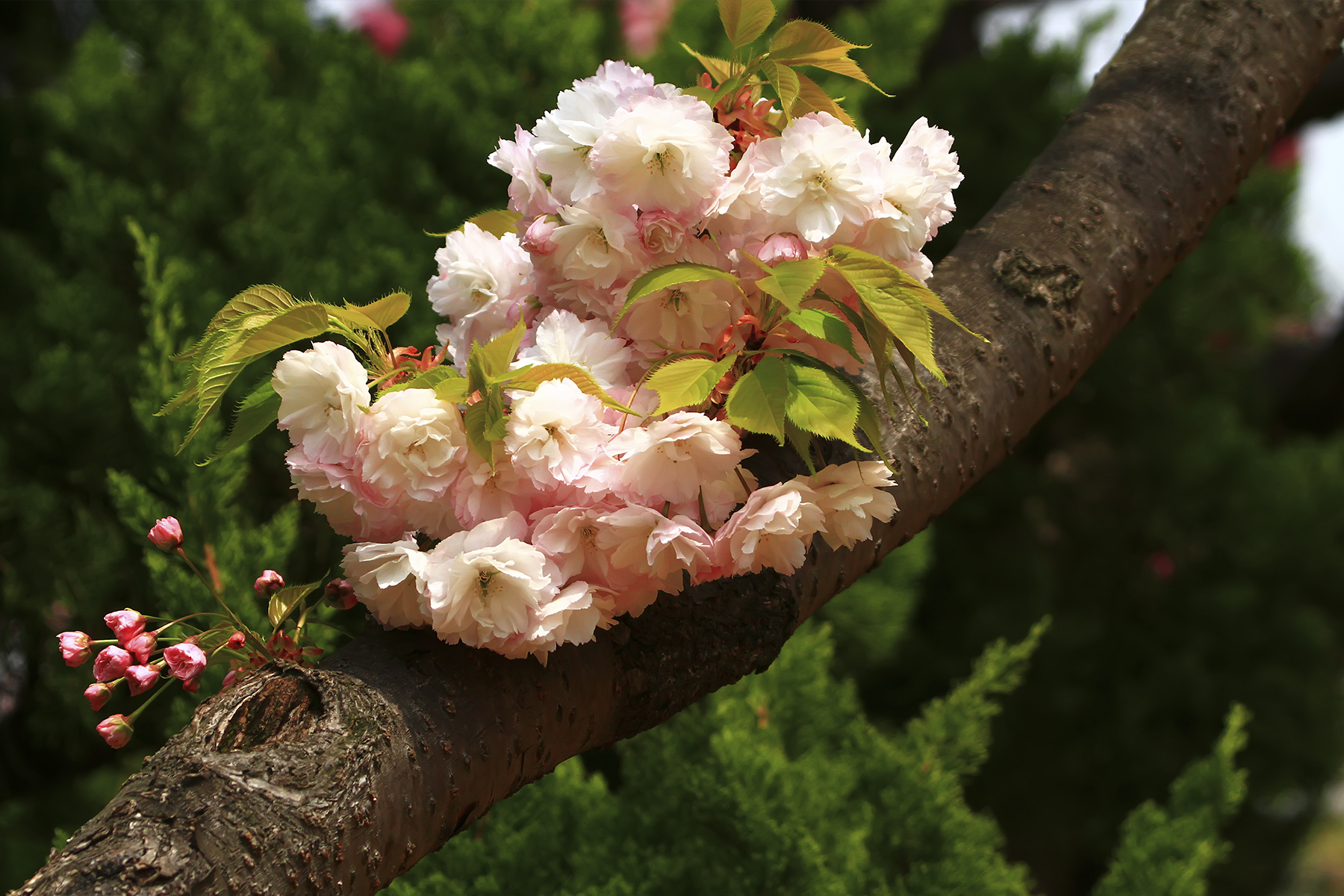 PHOTO BY HNalim | Canon EOS 7D Mark II | 2024:04:25 17:07:37 | ISO-1000 | 1/800 sec | f 18 | 104 mm | EV=0 | ● WIDTH:1800 pixels  HEIGHT:1200 pixels