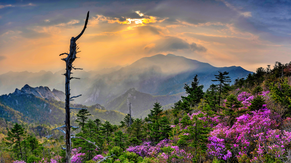 PHOTO BY CHUNG HYUN SUK | NIKON Z 7_2 | 2023:05:14 06:31:32 | ISO-100 | 1/20 sec | f 13 | 24 mm | EV=-0.3 | ● WIDTH:1000 pixels  HEIGHT:561 pixels