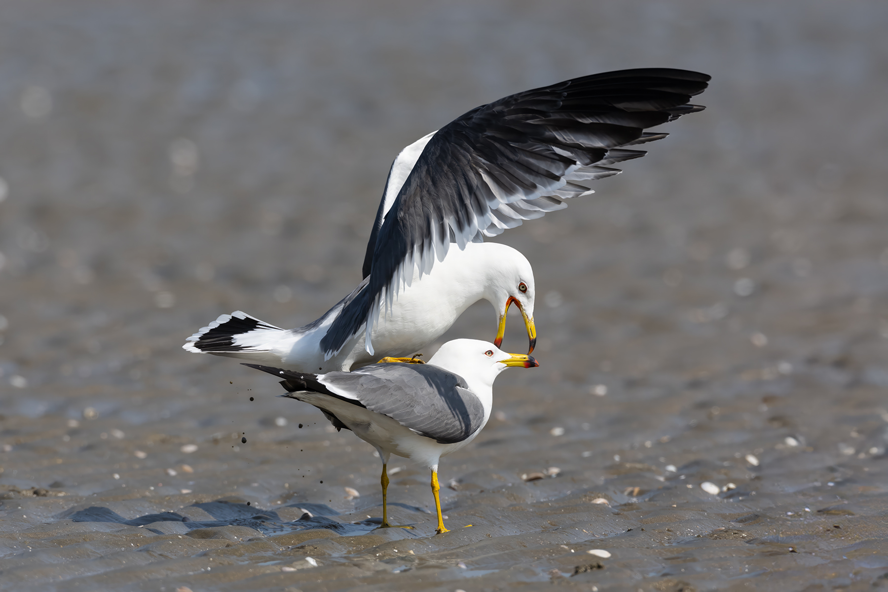 PHOTO BY  | Canon EOS R3 | 2024:04:13 10:29:23 | ISO-1000 | 1/4000 sec | f 8 | 840 mm | EV=0 | ● WIDTH:1800 pixels  HEIGHT:1200 pixels