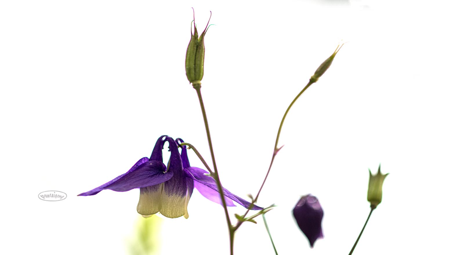 PHOTO BY jps | Canon EOS R6 | 2024:04:28 10:42:26 | ISO-100 | 1/3200 sec | f 2.8 | 100 mm | EV=0.3 | ● WIDTH:1600 pixels  HEIGHT:880 pixels