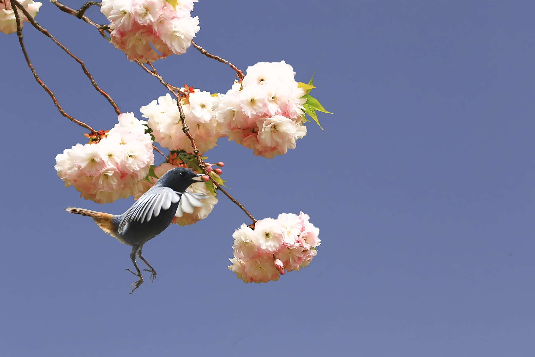 PHOTO BY HNalim | Canon EOS 7D Mark II | 2024:04:25 17:07:37 | ISO-1000 | 1/800 sec | f 18 | 104 mm | EV=0 | ● WIDTH:1800 pixels  HEIGHT:1200 pixels