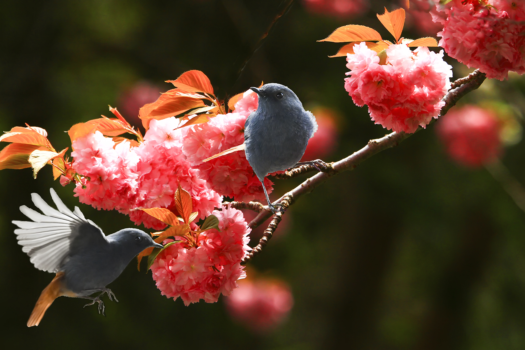 PHOTO BY HNalim | Canon EOS 7D Mark II | 2024:04:25 17:07:37 | ISO-1000 | 1/800 sec | f 18 | 104 mm | EV=0 | ● WIDTH:1800 pixels  HEIGHT:1200 pixels