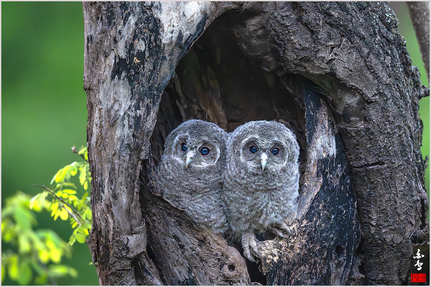 PHOTO BY  | NIKON Z 9 | 2024:04:25 19:28:53 | ISO-8000 | 1/20 sec | f 4.5 | 600 mm | EV=-0.7 | ● WIDTH:0 pixels  HEIGHT:0 pixels