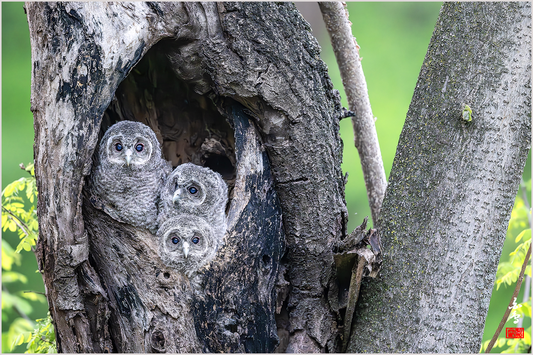 PHOTO BY  | NIKON Z 9 | 2024:04:25 19:27:25 | ISO-6400 | 1/20 sec | f 4 | 600 mm | EV=-0.7 | ● WIDTH:1700 pixels  HEIGHT:1133 pixels