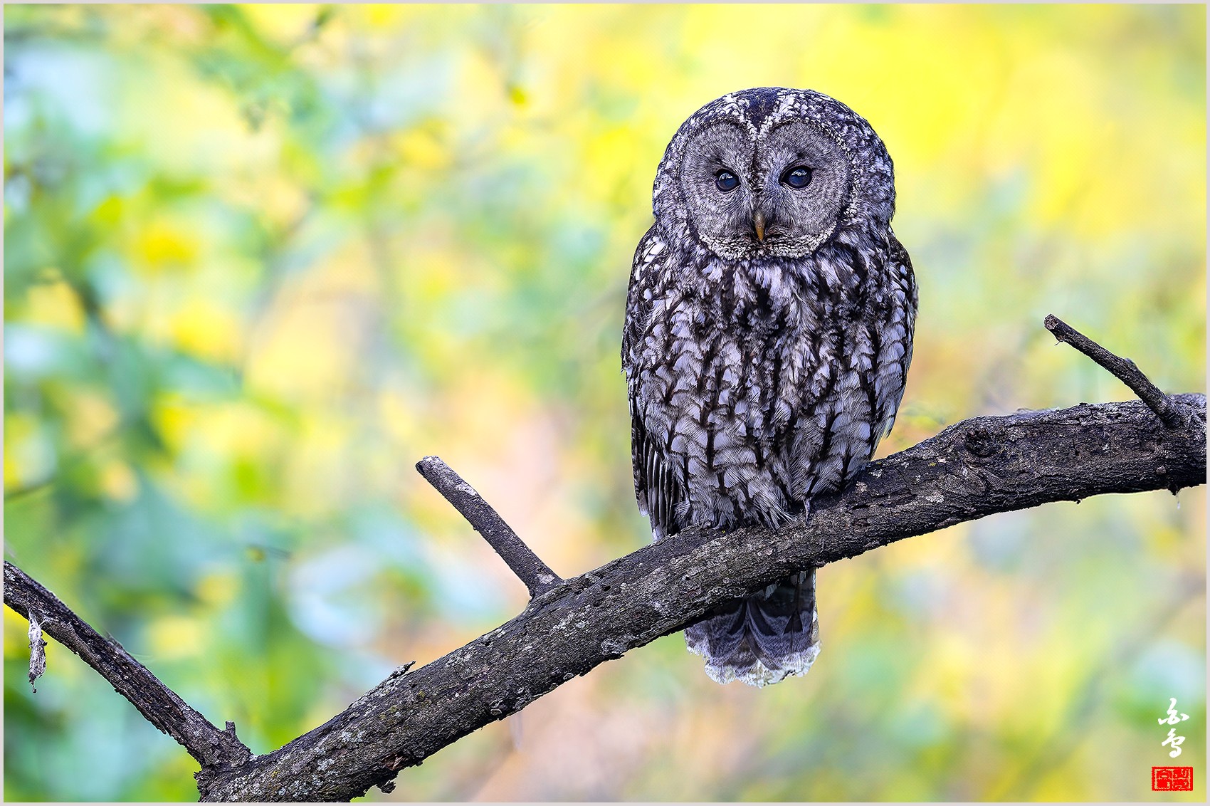 PHOTO BY  | NIKON Z 9 | 2024:04:25 17:10:23 | ISO-500 | 1/160 sec | f 5.6 | 840 mm | EV=0 | ● WIDTH:0 pixels  HEIGHT:0 pixels