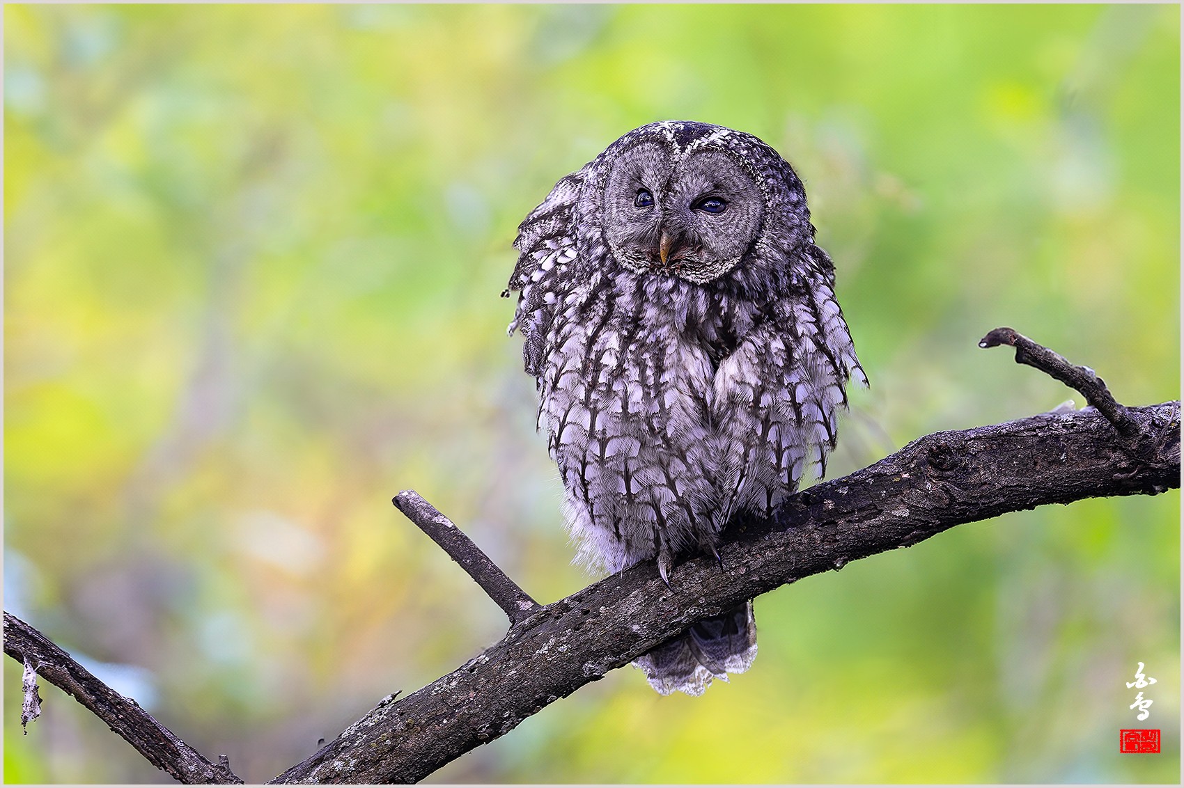 PHOTO BY  | NIKON Z 9 | 2024:04:25 17:19:28 | ISO-500 | 1/200 sec | f 5.6 | 840 mm | EV=0 | ● WIDTH:0 pixels  HEIGHT:0 pixels