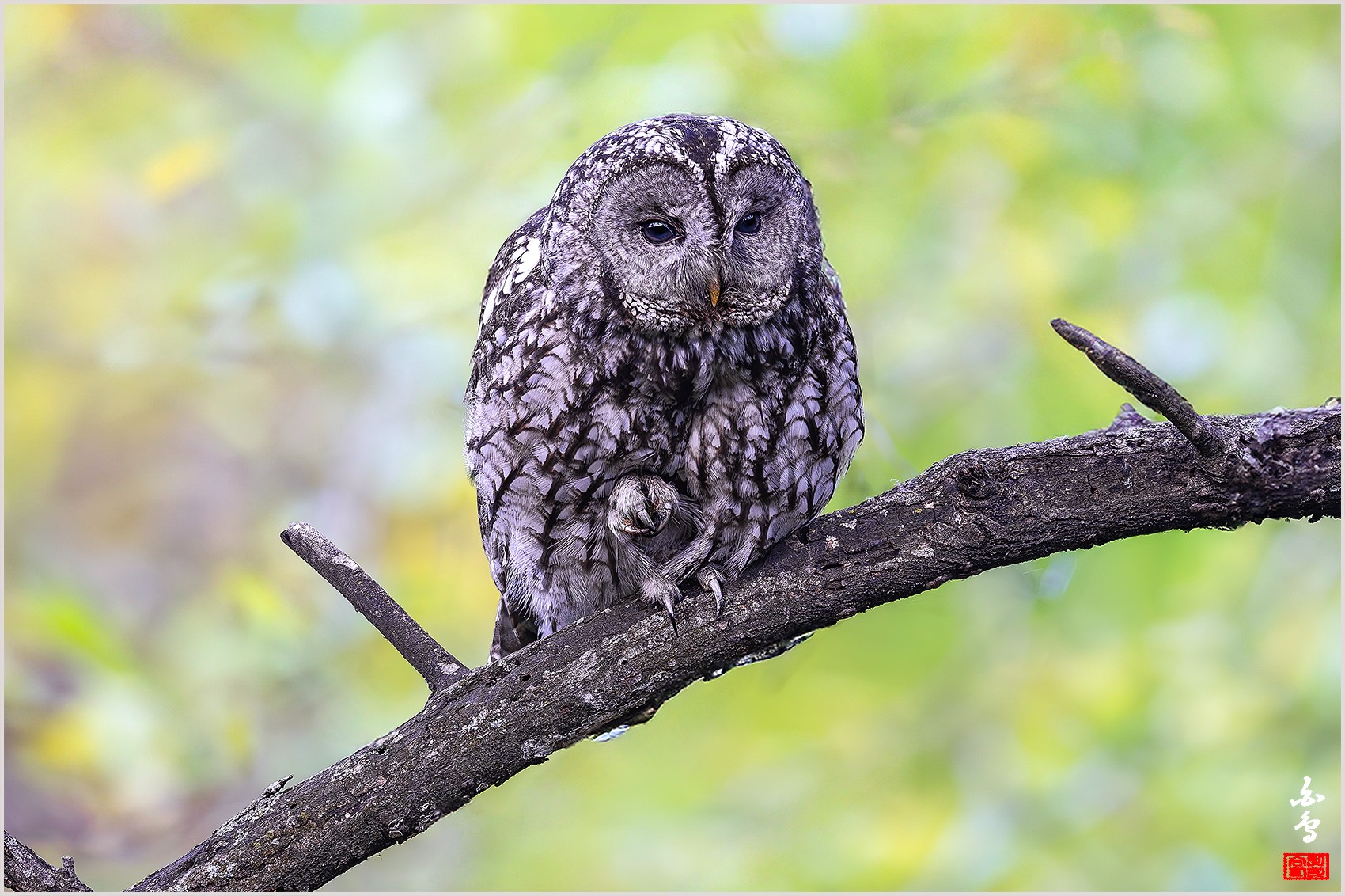 PHOTO BY  | NIKON Z 9 | 2024:04:25 17:24:16 | ISO-800 | 1/200 sec | f 5.6 | 840 mm | EV=0 | ● WIDTH:0 pixels  HEIGHT:0 pixels