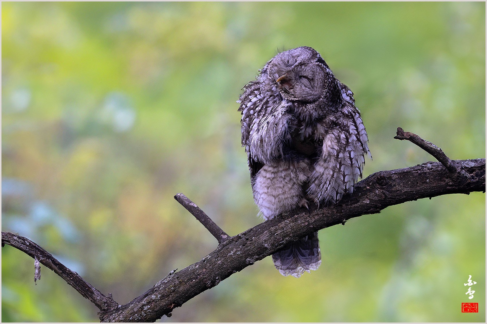 PHOTO BY  | NIKON Z 9 | 2024:04:25 17:19:26 | ISO-500 | 1/200 sec | f 5.6 | 840 mm | EV=0 | ● WIDTH:0 pixels  HEIGHT:0 pixels