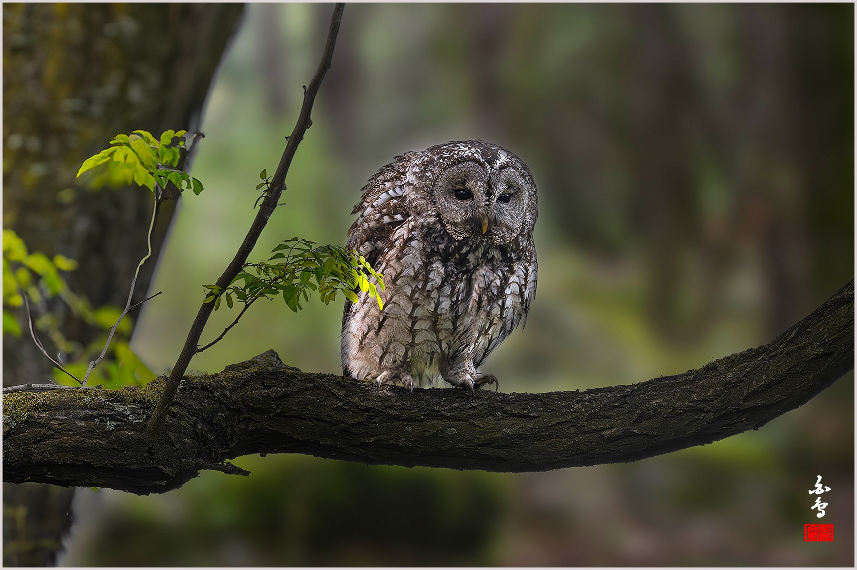 PHOTO BY  | NIKON Z 9 | 2024:04:25 18:57:12 | ISO-2500 | 1/320 sec | f 5.6 | 840 mm | EV=0 | ● WIDTH:0 pixels  HEIGHT:0 pixels