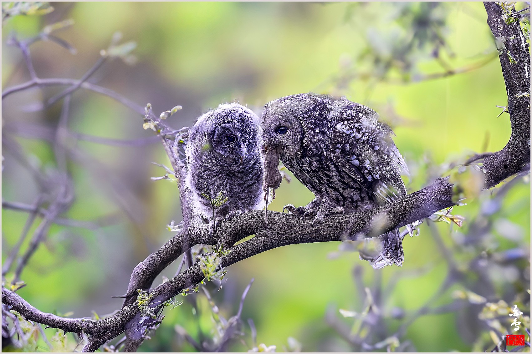 PHOTO BY  | NIKON Z 9 | 2024:04:25 19:08:07 | ISO-2500 | 1/100 sec | f 4 | 600 mm | EV=-0.3 | ● WIDTH:0 pixels  HEIGHT:0 pixels