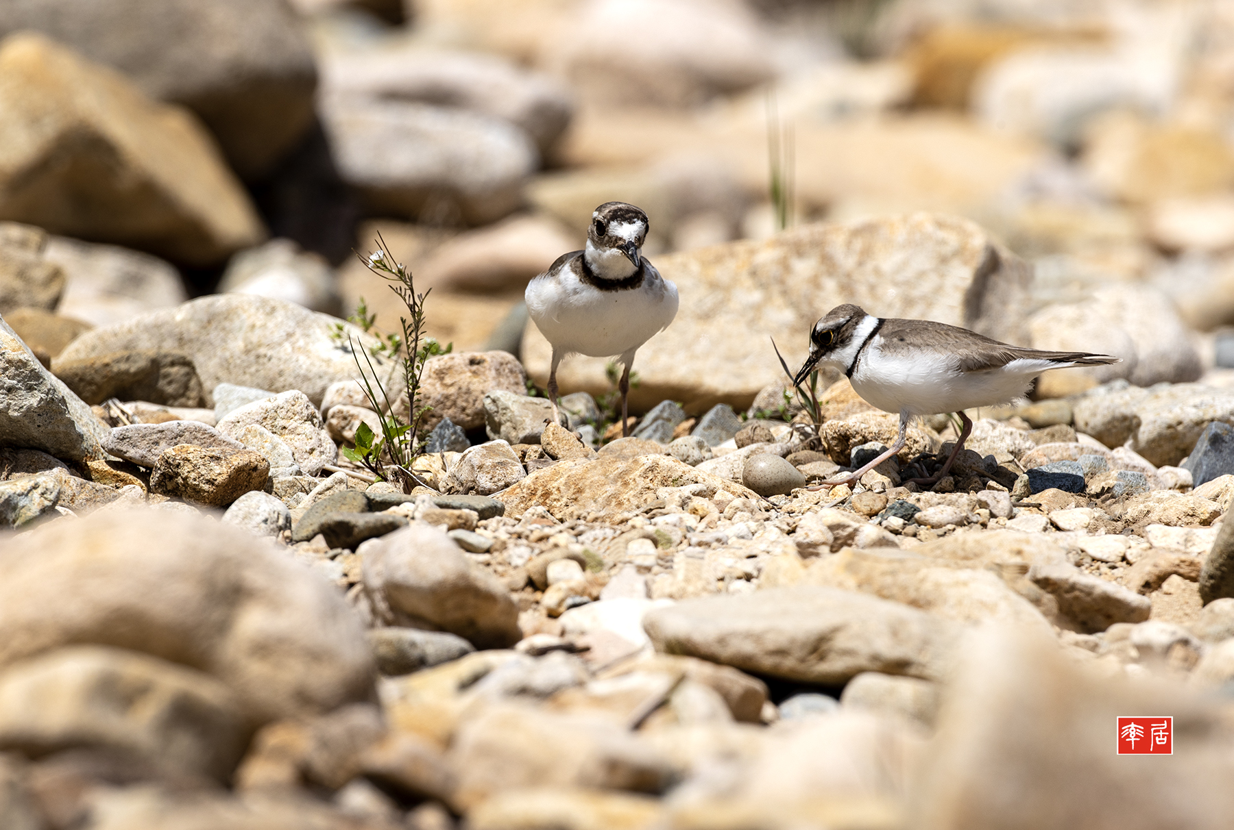 PHOTO BY changickheun | Canon EOS-1D X Mark III | 2024:04:19 12:20:34 | ISO-200 | 1/1600 sec | f 7.1 | 600 mm | EV=0 | ● WIDTH:1800 pixels  HEIGHT:1212 pixels